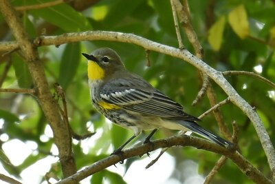 Yellow-rumped Warbler (Setophaga coronata) | Los Angeles, CA